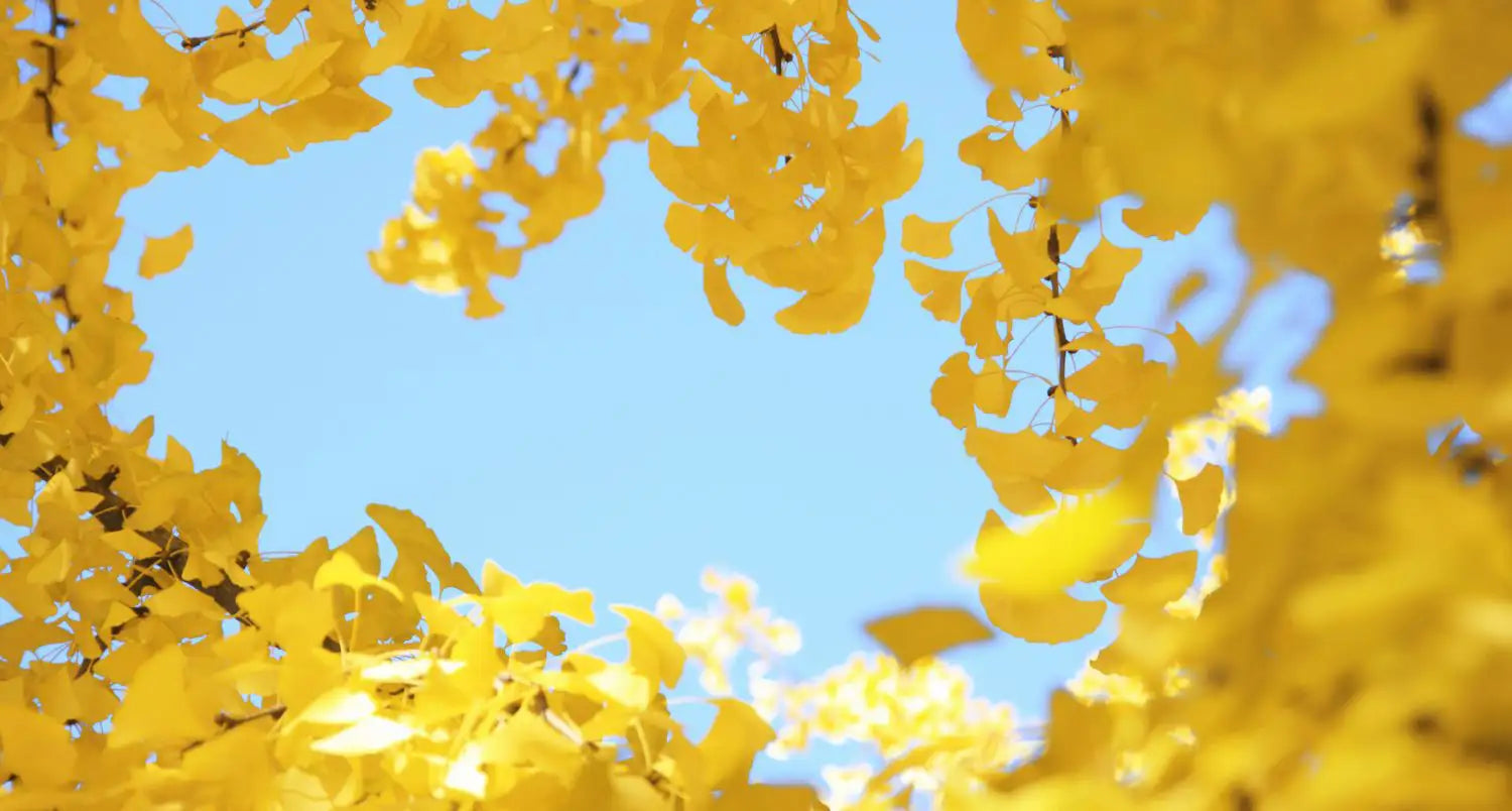 GINKGO: FUNZIONE, EFFETTO E DIFFERENZE CON IL GINSENG